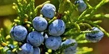 Juniper Berries