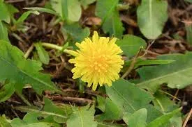 Dandelion Leaf