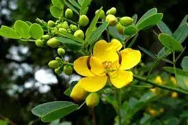 Senna Leaf