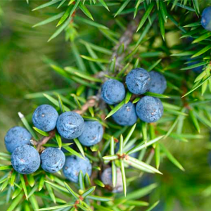 Juniper%20Berrie