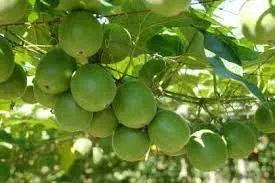 Monk Fruit