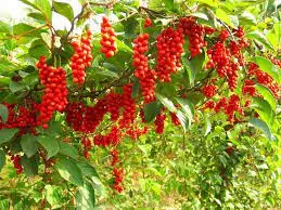 Benefit of Chasteberry