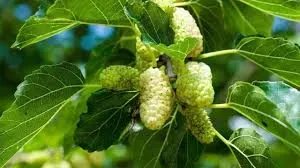 White Mulberry