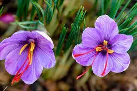 Saffron - A Natural Antioxidant