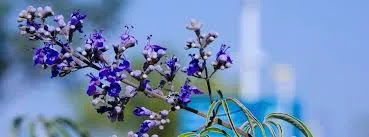 The Hormone Booster Blend