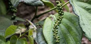 Bioperine Benefits