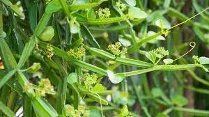 WINGED TREEBINE: