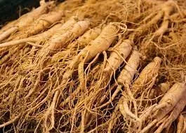 Ginseng Root