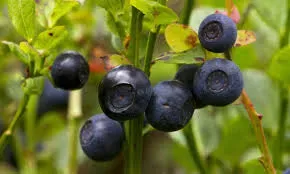 Bilberry