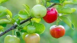 Vitamin C from Organic Acerola Cherries