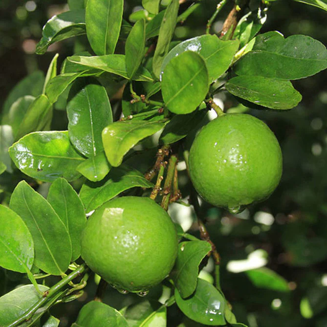 Balancing Act: Navigating the Lemon Juice Landscape!
