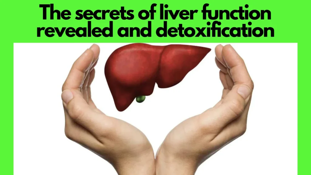 "Liver Function" Demystified: Exploring the Vital Role of Your Body's Master Chemist
