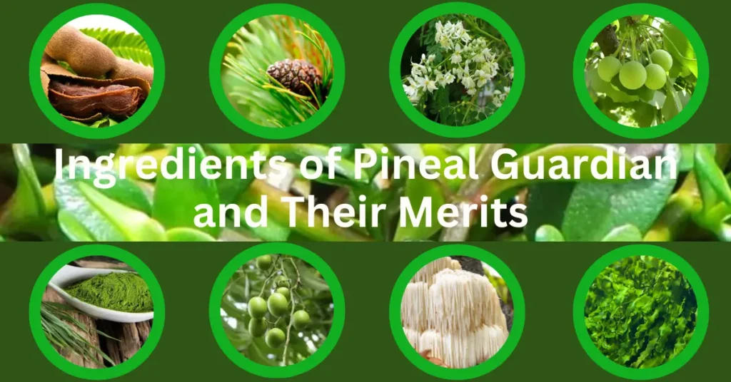 Introducing Pineal Guardian: Your Ally in Memory Enhancement and Cognitive Vitality for 2024!