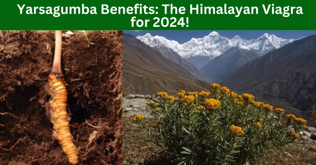 Yarsagumba Benefits: The Himalayan Viagra for 2024!